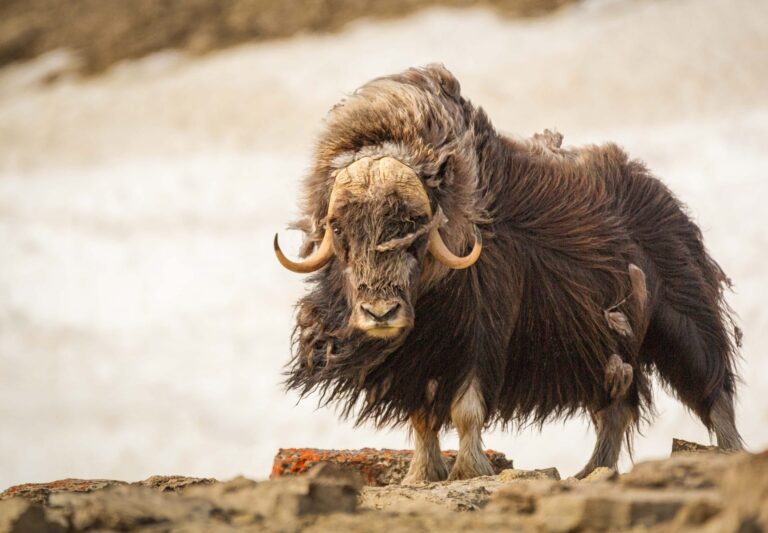 Arctic Adventures: Discovering Why People Are Drawn to This Pristine Wilderness