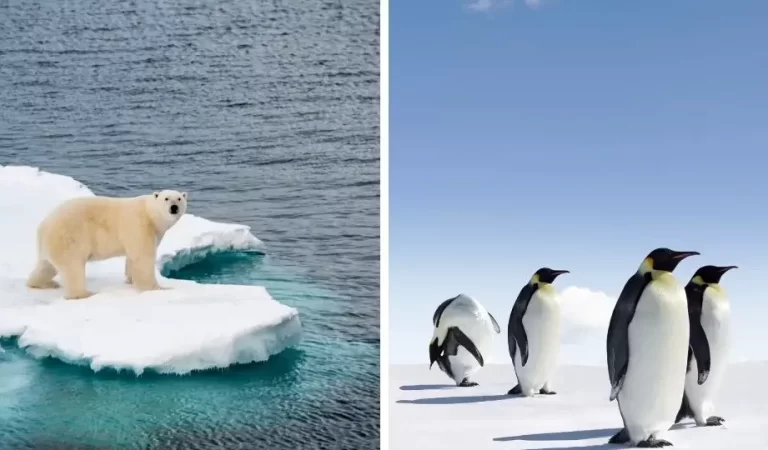 Arctic vs. Antarctica: Unveiling the Key Differences You Need to Know!
