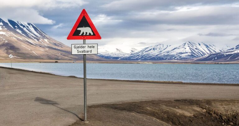 Cats Banned in Spitsbergen? Discover the Surprising Reasons Why!