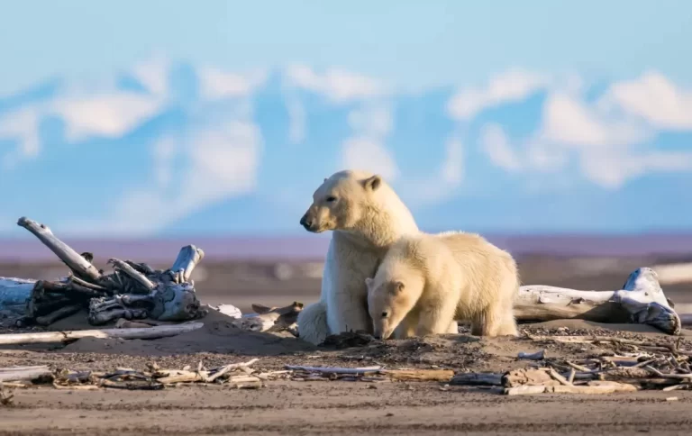 Discover the Best Month to Spot Polar Bears in Svalbard – Your Ultimate Guide