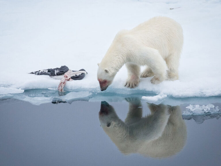 Discover the Best Time to Witness Northern Lights in Spitsbergen’s Svalbard