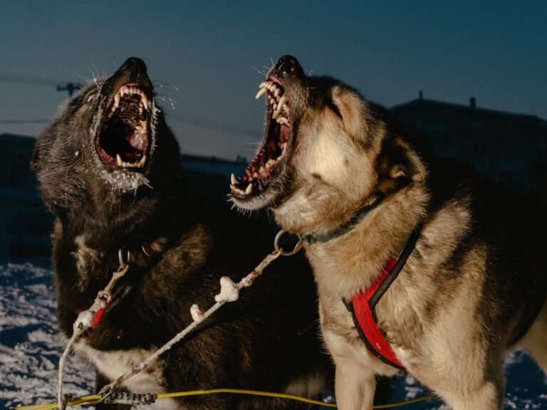 Discover the Dark Side of the Arctic: How Long Does the Polar Night Last?