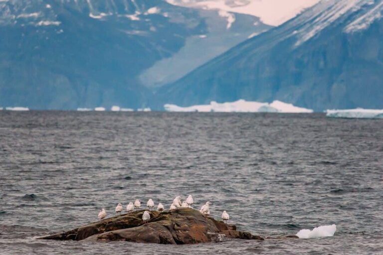 Discover the Exciting Arctic in X Days: Your Ultimate Guide
