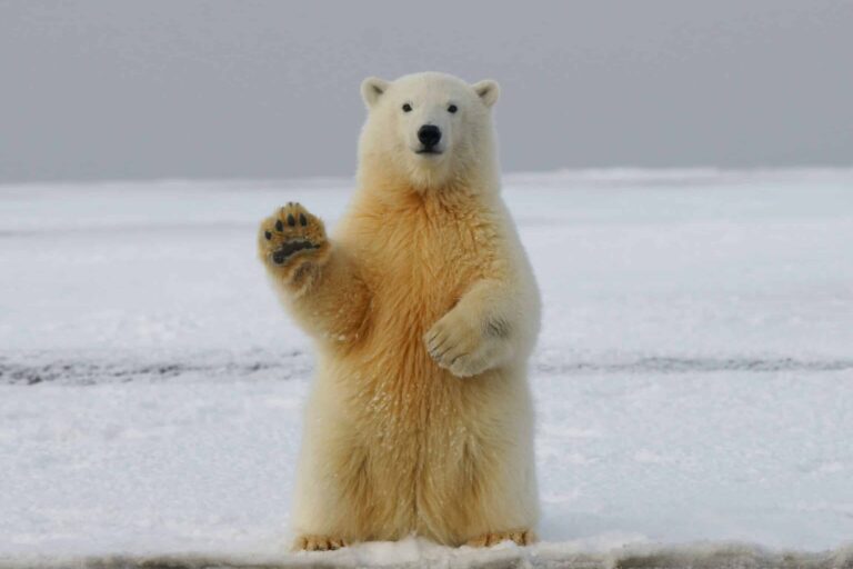Discover the Friendliest Bear in Spitsbergen: An Ultimate Guide!