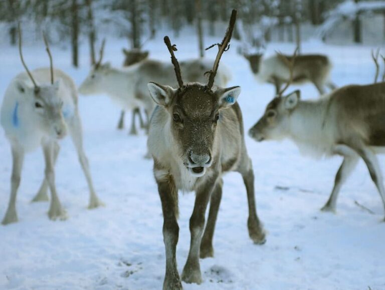Discover the True Cost of Owning a Reindeer in Lapland
