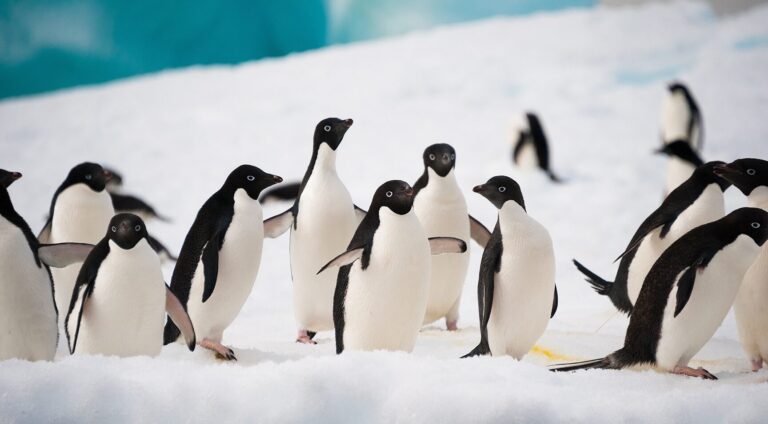 Discovering the Population of Antarctica: How Many People Live in the Arctic?