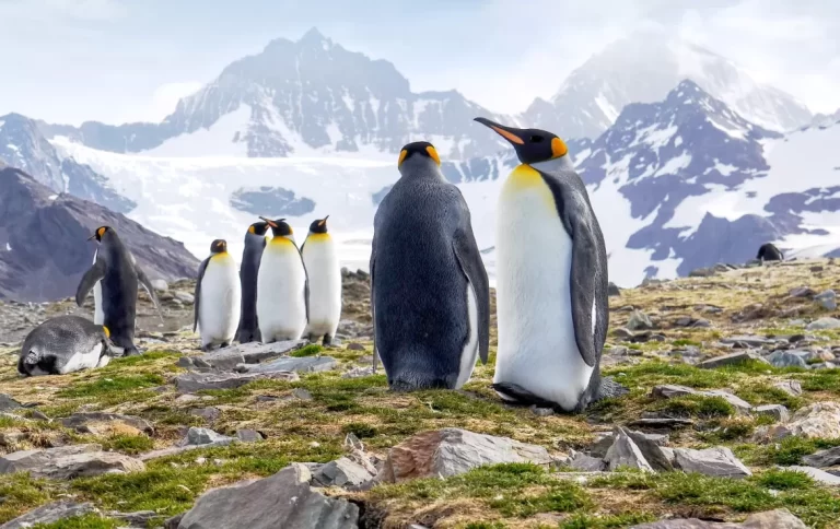 Do People Find Love in the Arctic? Exploring Romance in the World’s Most Extreme Environment