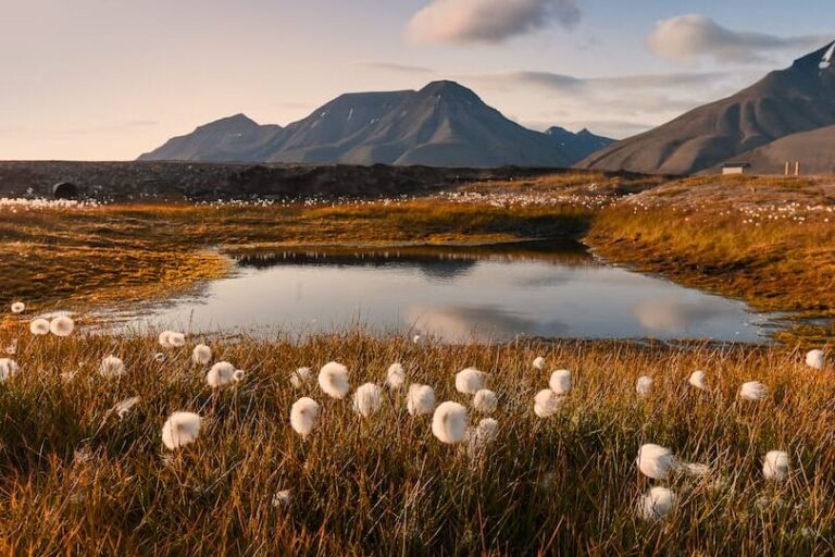 Drugs in Spitsbergen: What You Need to Know about Svalbard’s Legal Landscape