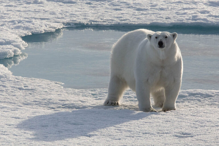 Explore Greenland with Royal Caribbean: Your Ultimate Guide