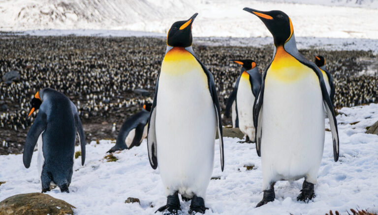 Explore the Arctic: How Many Days Should You Spend in Antarctica?