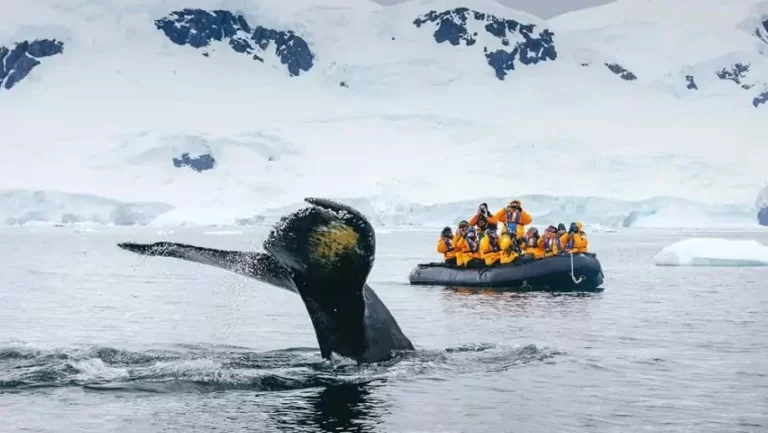 Exploring Arctic’s Culinary Delights: Are There Restaurants in Antarctica?