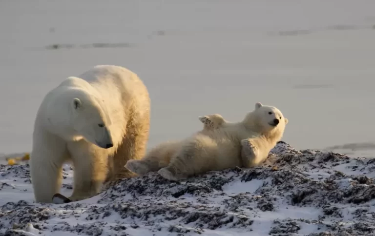 Exploring Greenland: All About Polar Bears in the Arctic Wilderness