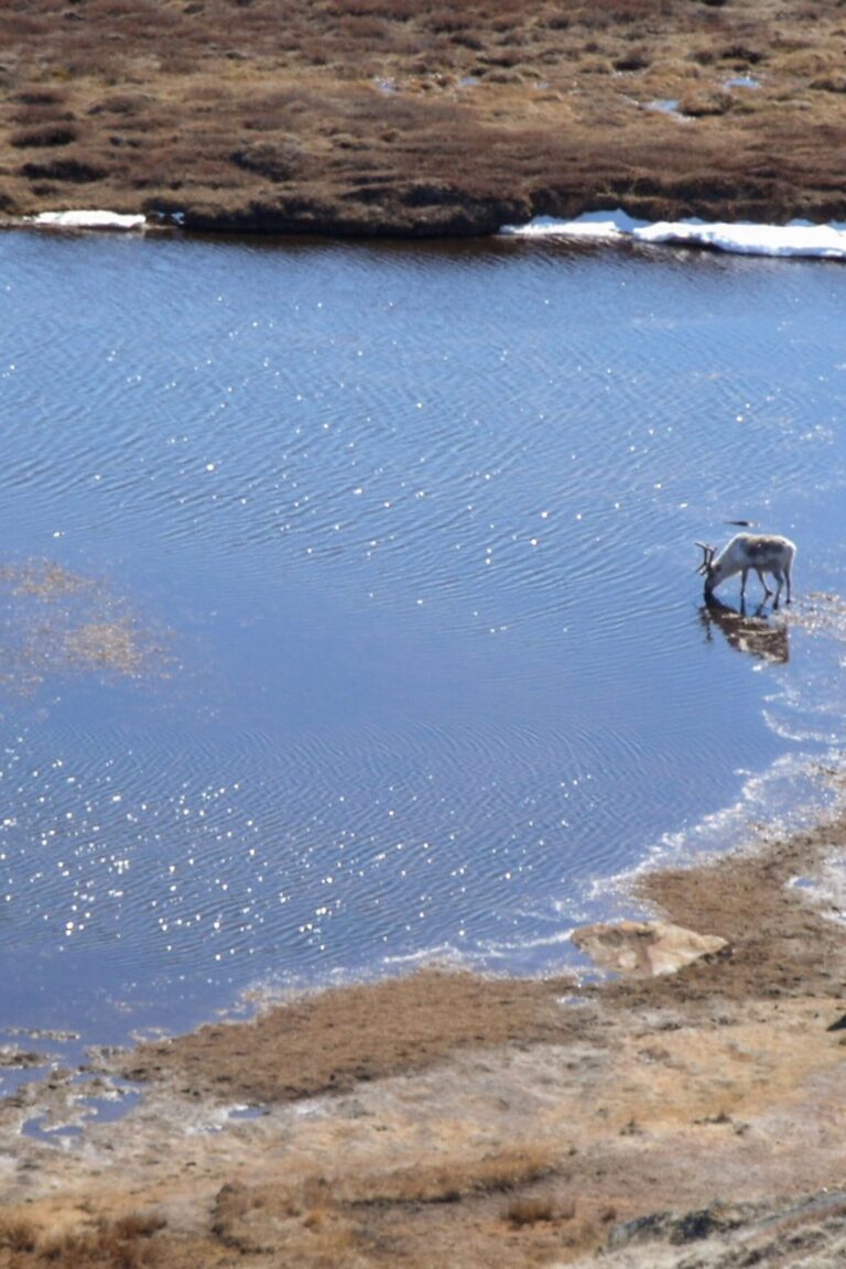 Exploring Greenland: Debunking the Myth of Mosquitoes