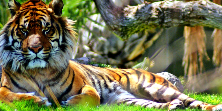 Exploring Iceland’s Wildlife: The Truth about Poisonous Animals