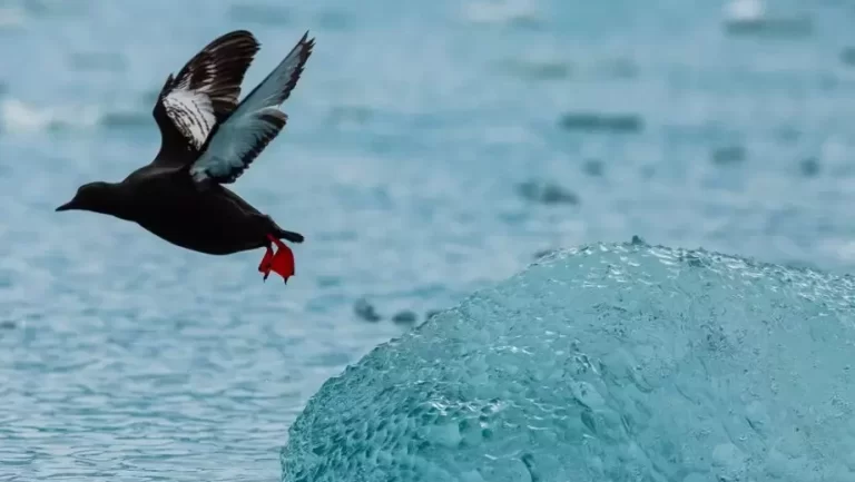 Exploring Spitsbergen: Unveiling the Mystery of Dogs in Svalbard