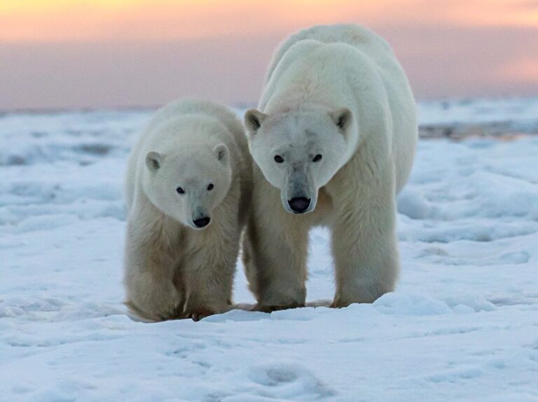 Exploring the Arctic: Inside the Lives of Those Who Call it Home