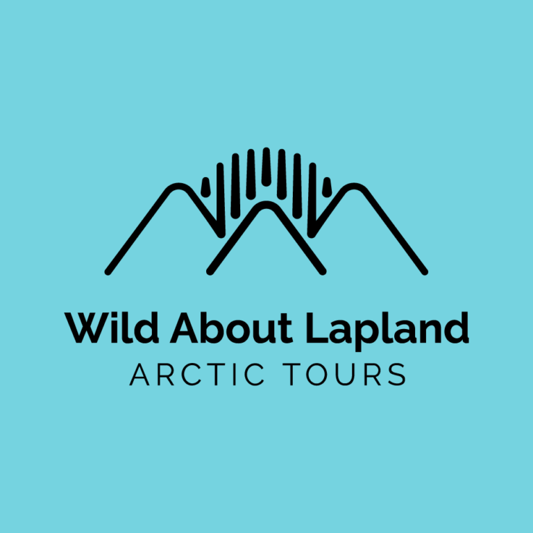 Exploring the Myth: Are Wild Wolves Really Roaming in Lapland?