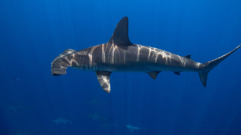 Exploring the Possibility: Can Sharks Survive in the Arctic?