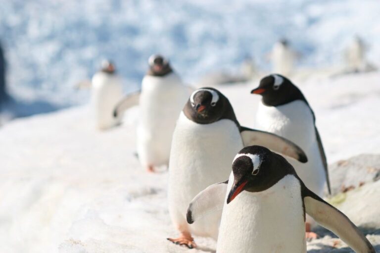 How to Visit Antarctica Solo: Insider Tips and Essential Advice