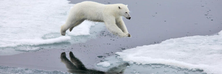 Polar Bears in Arctic: Facts and FAQs