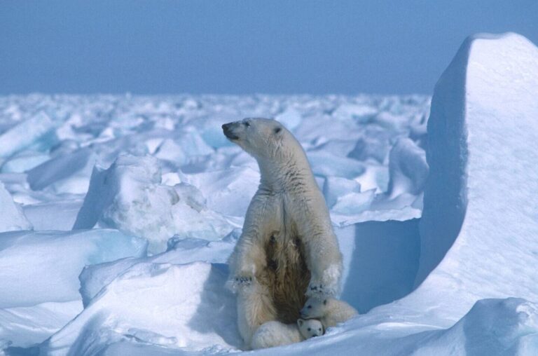 Summer in the Arctic: Exploring Temperatures in the Hottest Months