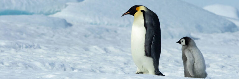The Ultimate Guide to Dressing for Success in Antarctica