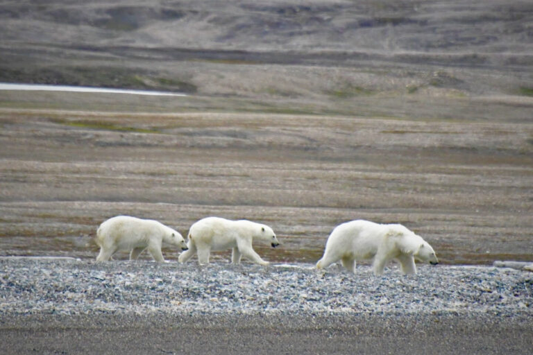 Ultimate Guide: When to Spot Polar Bears in Spitsbergen, Svalbard