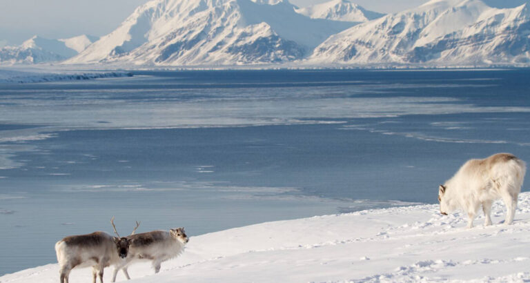 Uncovering the Secrets: Does Anyone Actually Live on Spitsbergen?