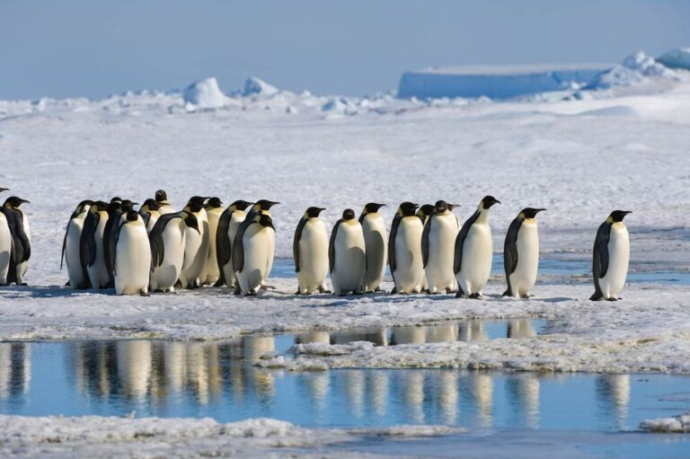 Unlocking Antarctica: A Complete Guide to Obtaining Access and Permission
