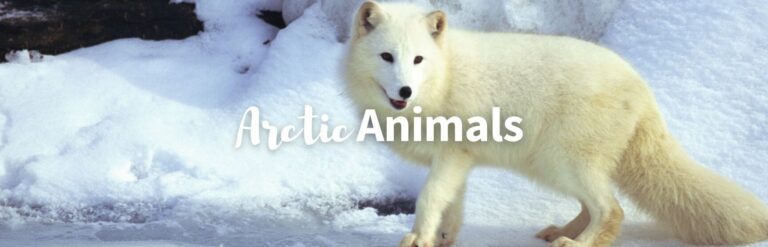 Unveiling Arctic Wildlife: Do Penguins Thrive in the North Pole?