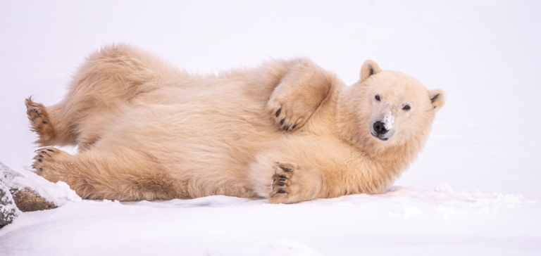 Why the Arctic is a Must-Visit Destination for Adventurous Tourists
